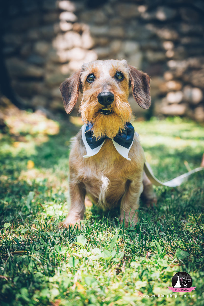 Colletti di Camicia - Cane Elegante