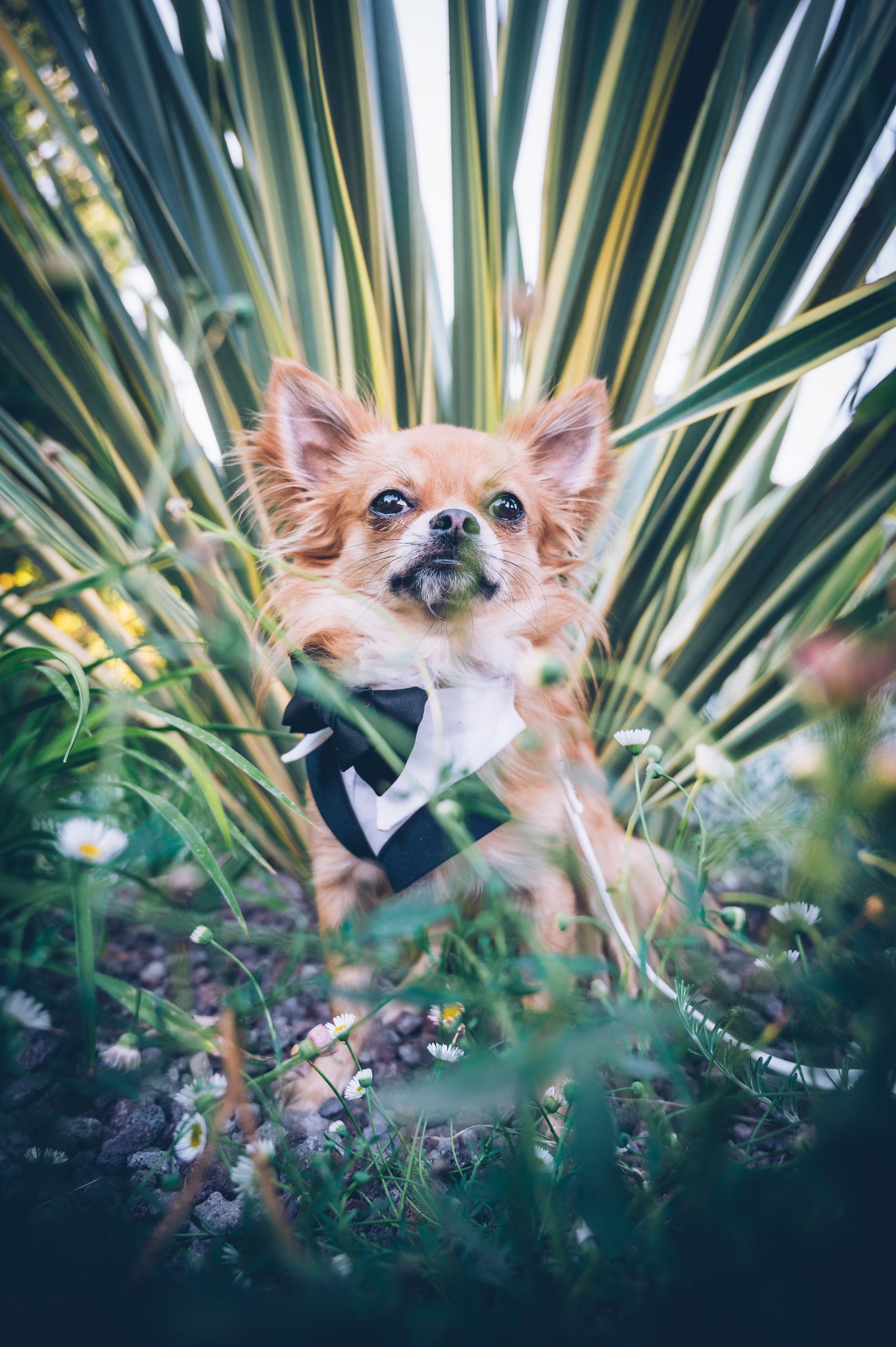 Cane Elegante
